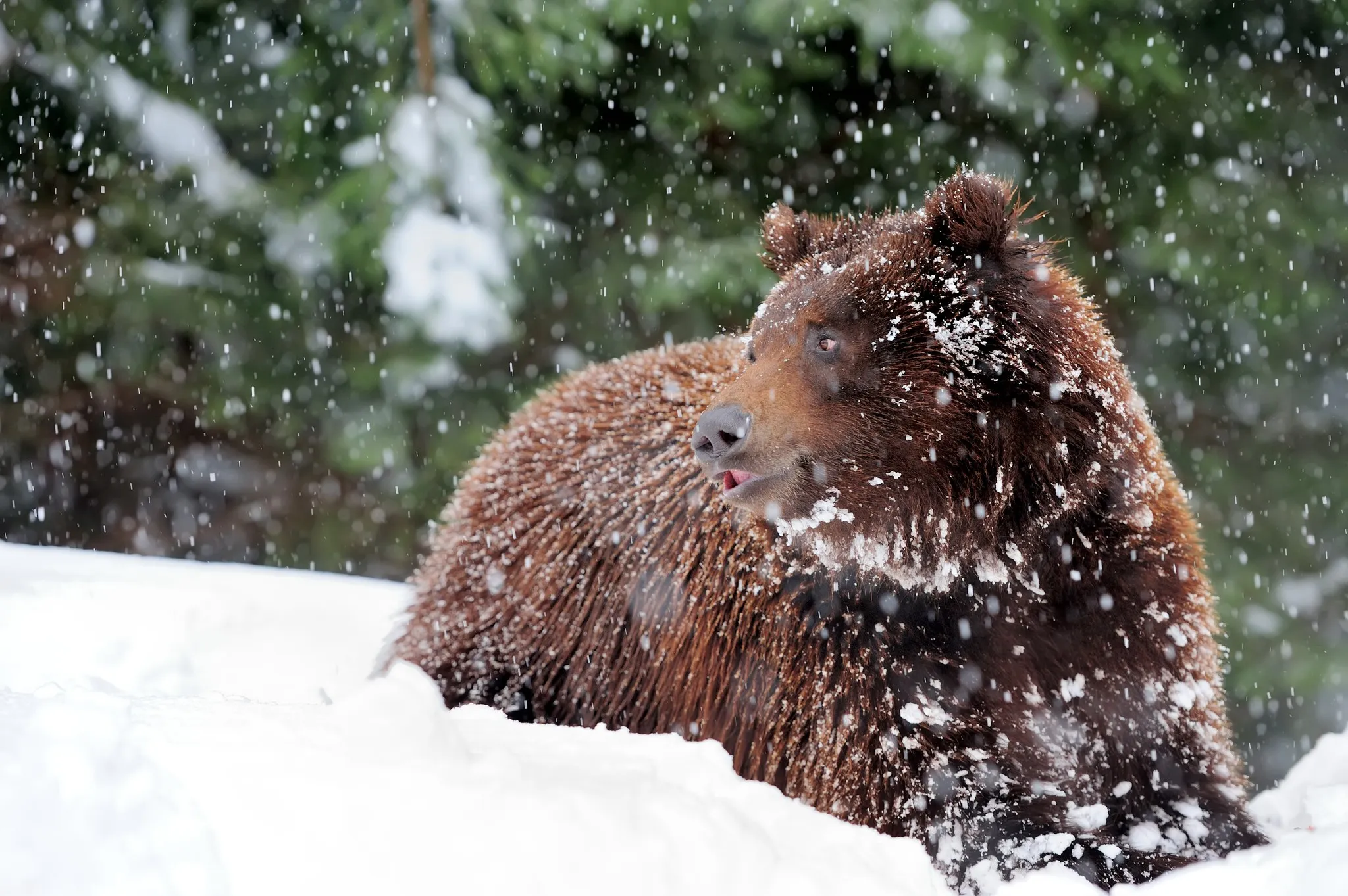 Зимовий сон для бурих ведмедів починається між груднем та лютим