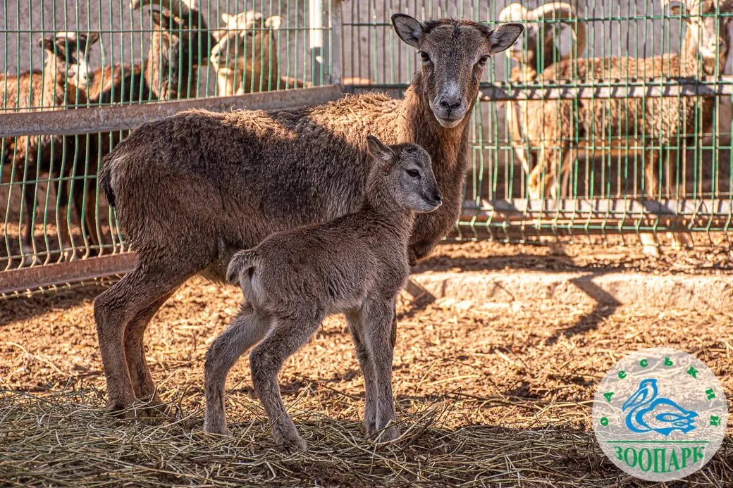 В Одесском зоопарке пополнение – малыш европейского муфлона