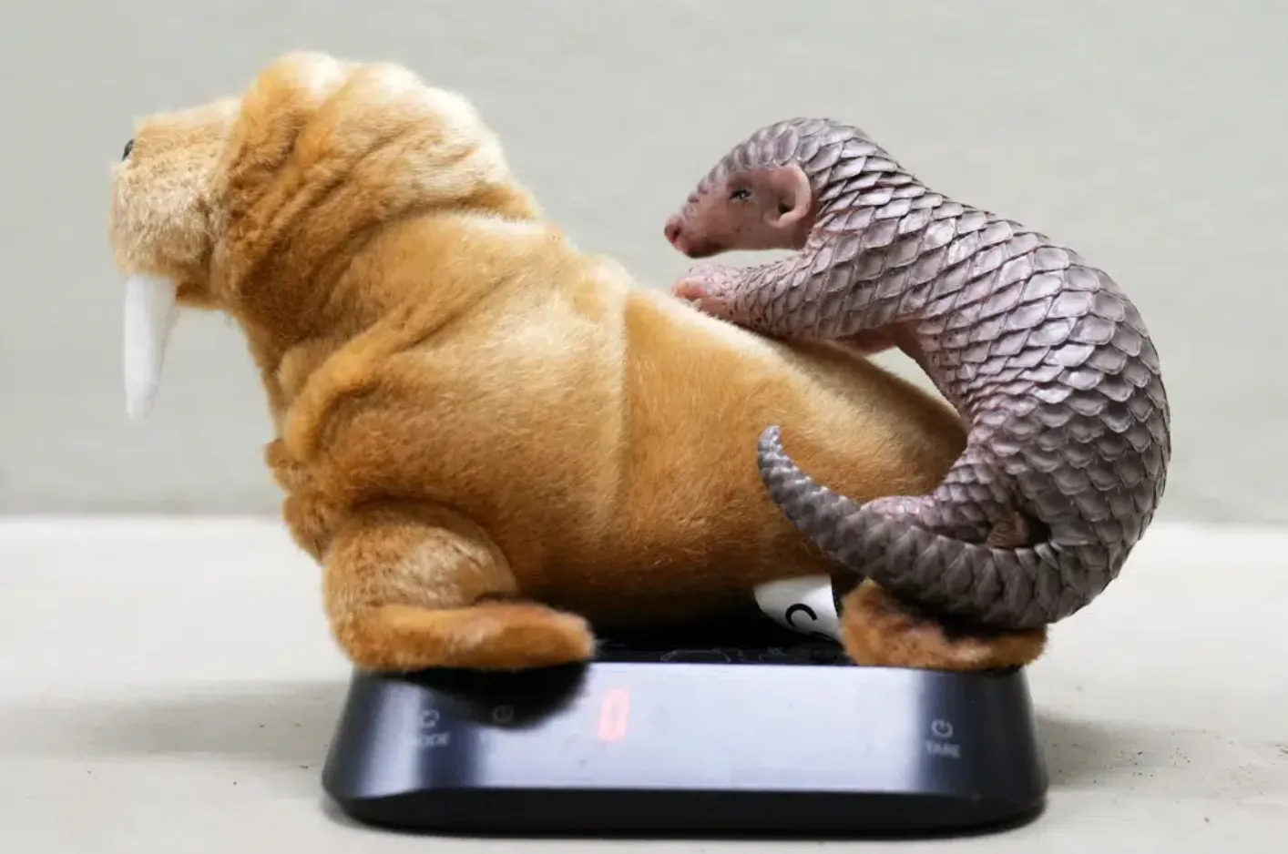 Який вигляд має рідкісна тварина Який вигляд має рідкісна тварина