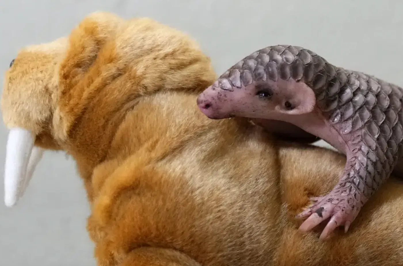 Сейчас животное чувствует себя хорошо Сейчас животное чувствует себя хорошо