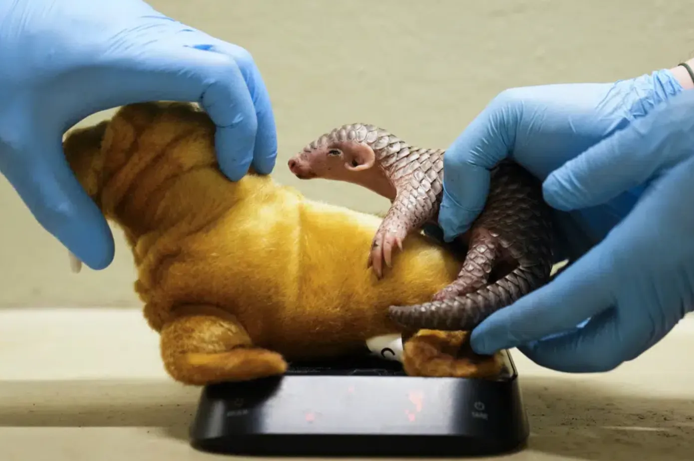 У зоопарку Праги народилося перше у Європі дитинча панголіна У зоопарку Праги народилося перше у Європі дитинча панголіна