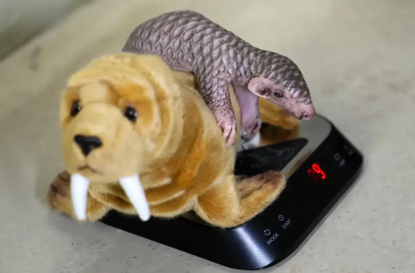 В зоопарке Праги родился первый в Европе детеныш панголина В зоопарке Праги родился первый в Европе детеныш панголина