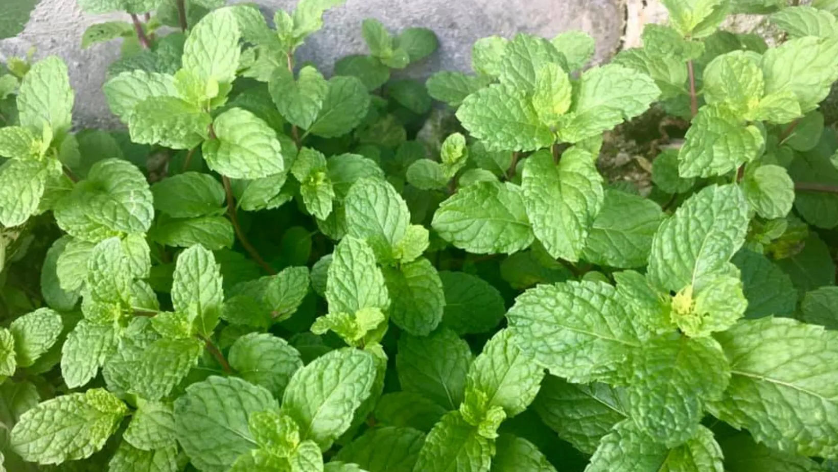 Мята устранит запах от чеснока Мята устранит запах от чеснока