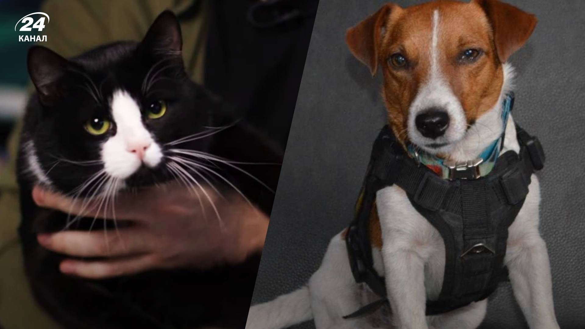 Кот Гюнтер - сеть взорвалась мемами о коте Буданове Кот Гюнтер - сеть взорвалась мемами о коте Буданове