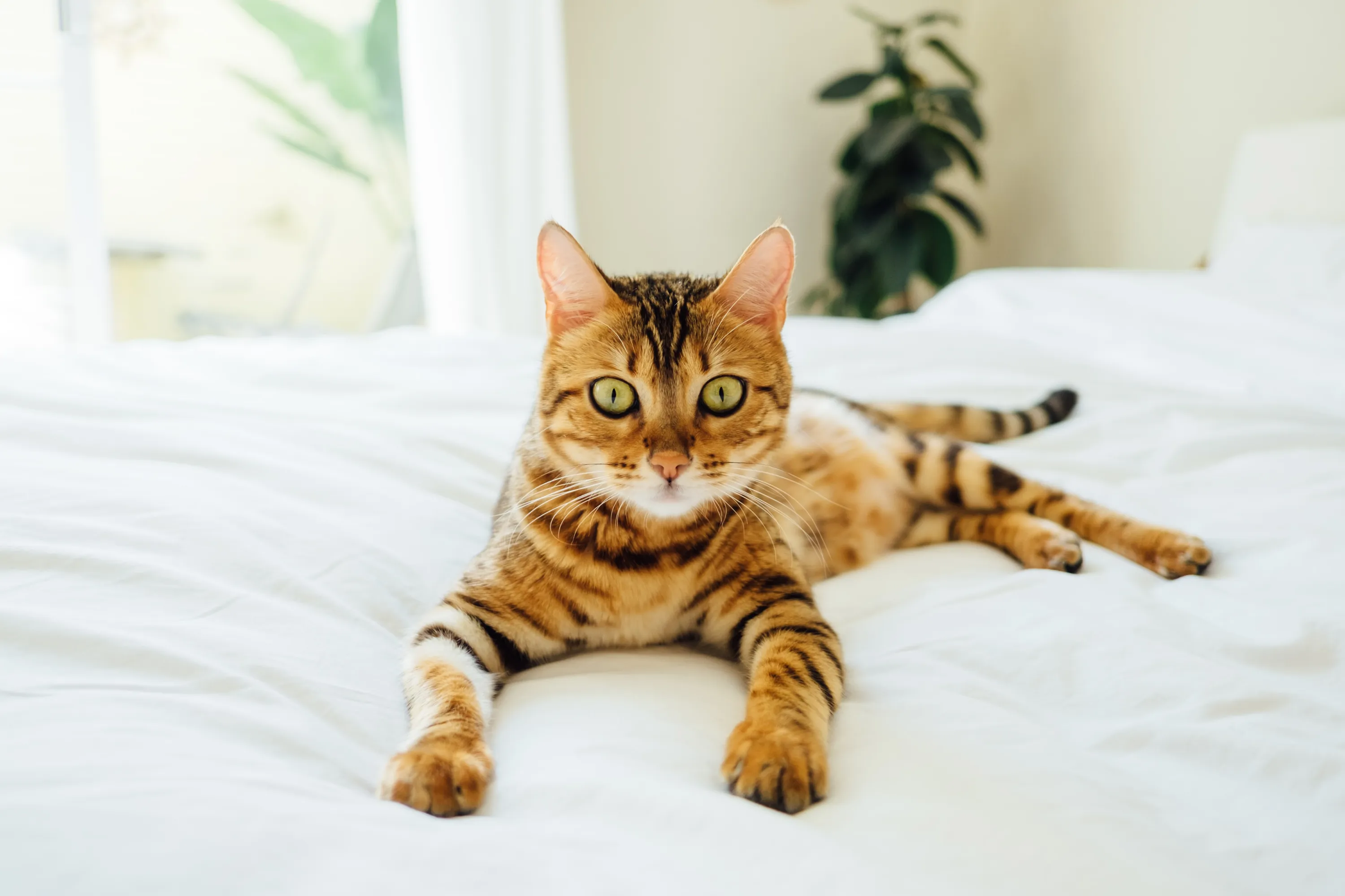 Бенгальская кошка Бенгальская кошка