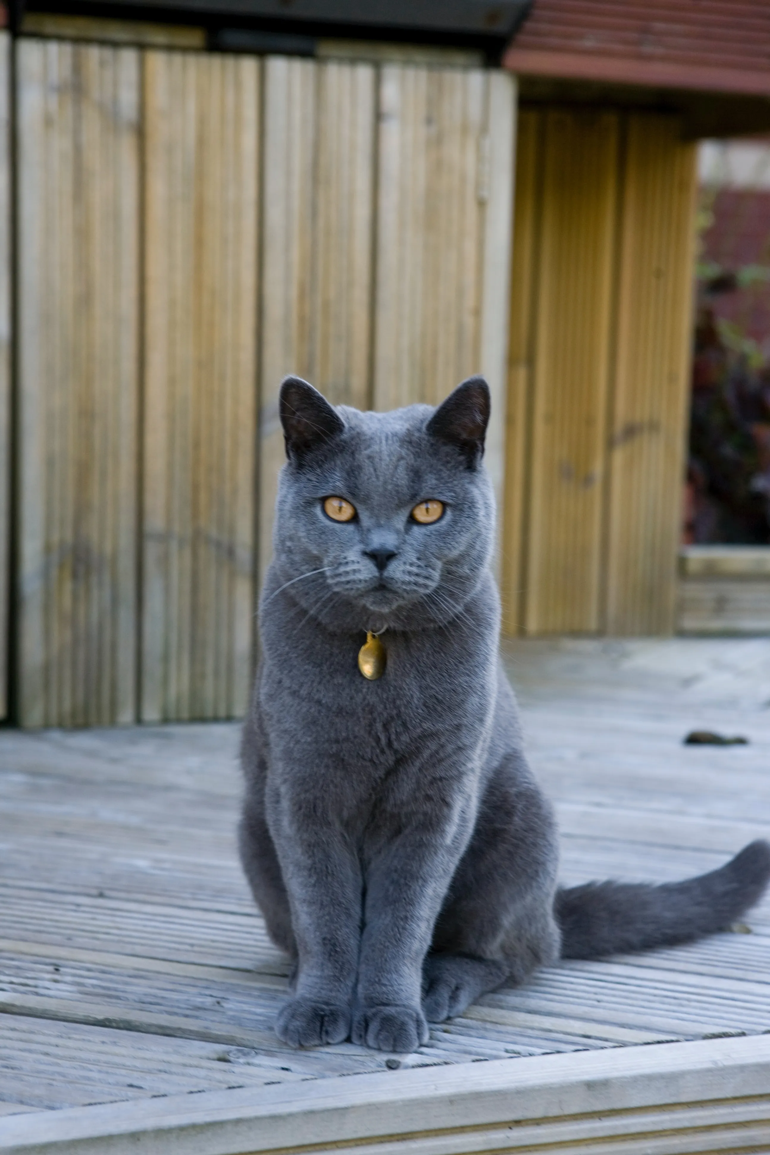 Британский кот