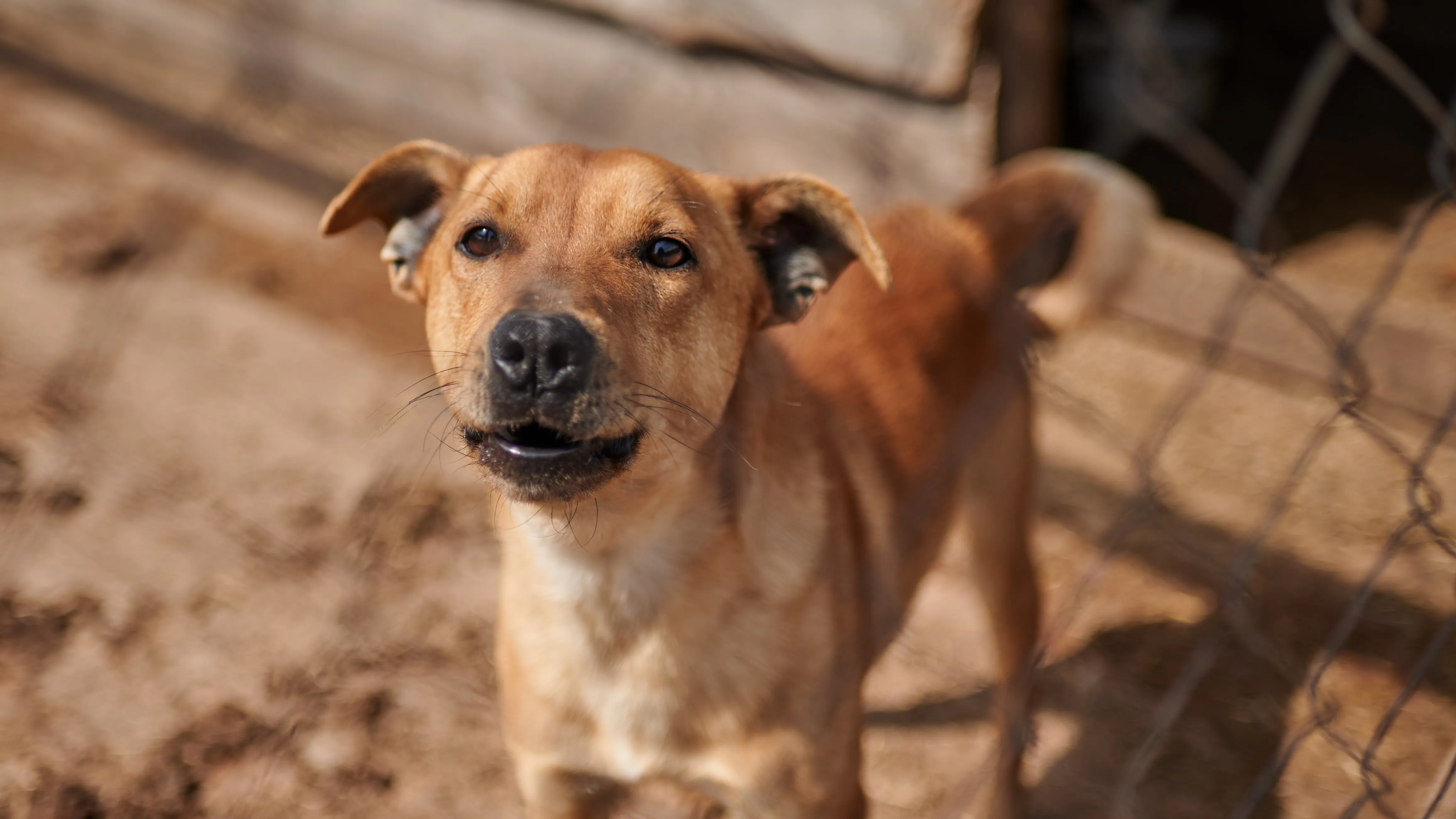 Притулок для тварин Притулок для тварин