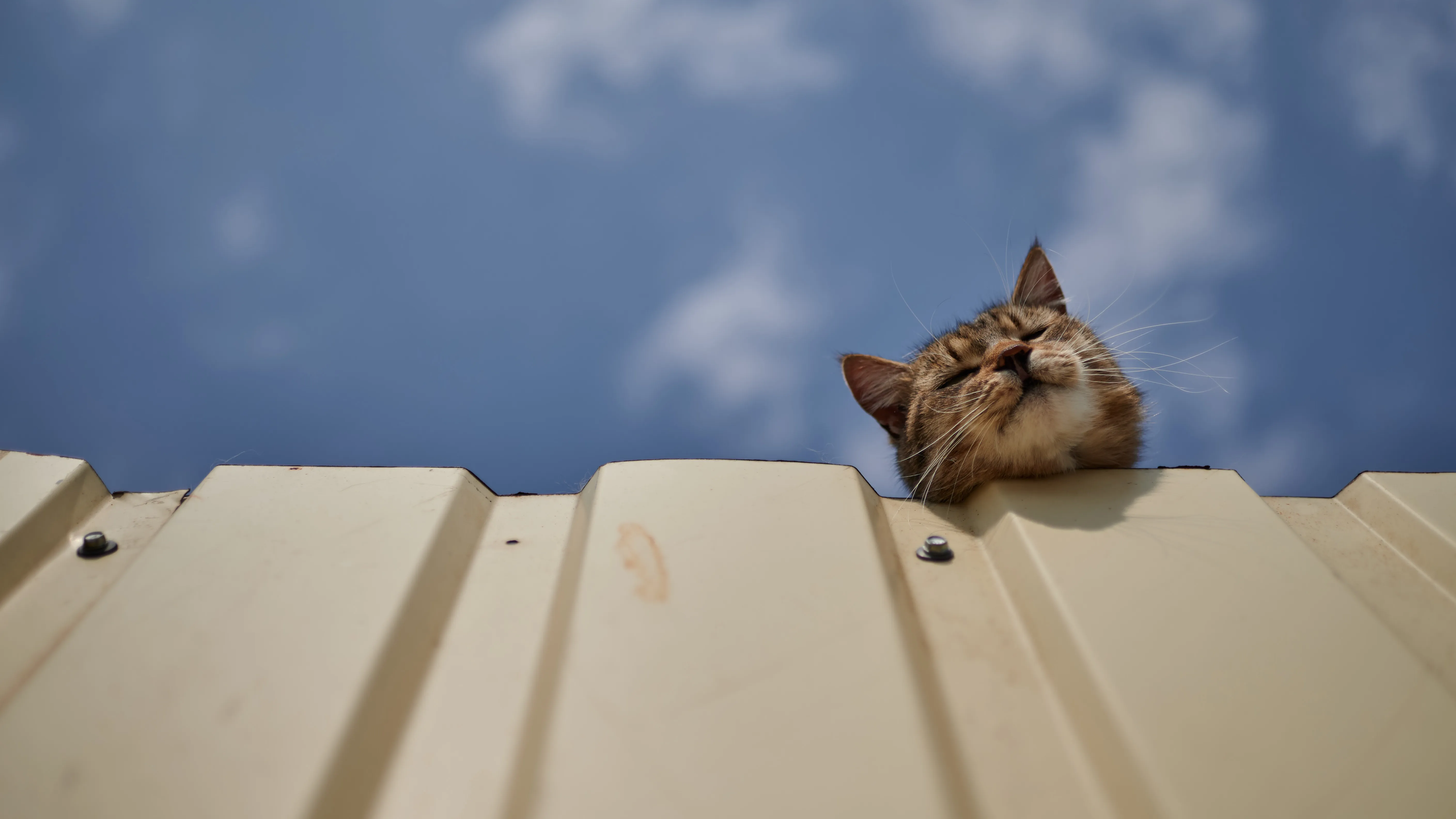 Притулок для тварин Притулок для тварин