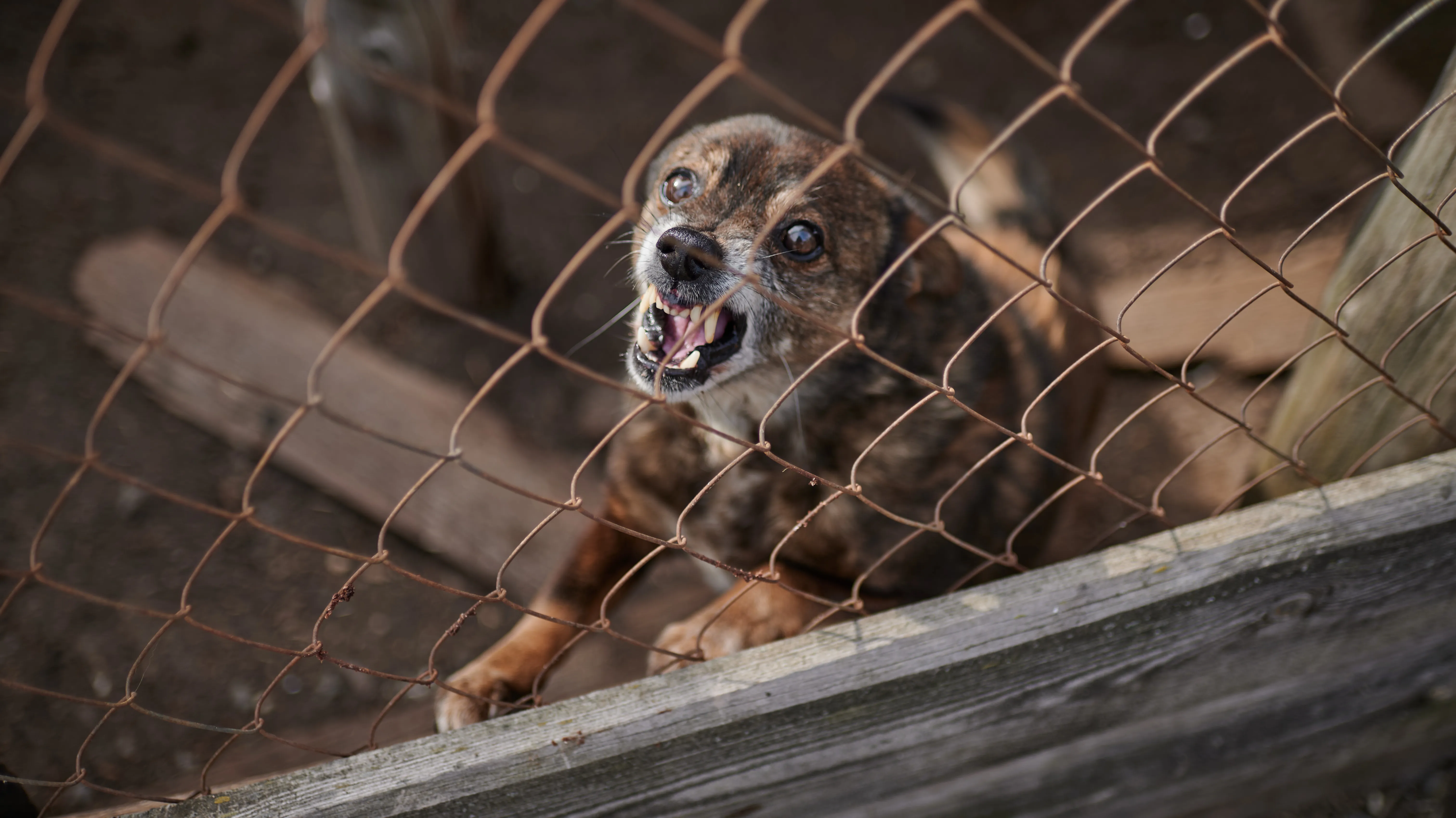 Притулок для тварин Притулок для тварин