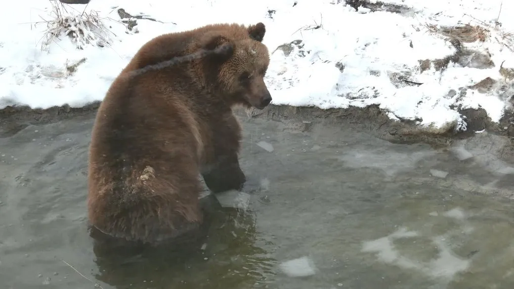 Медведи в черкасском зоопарке проснулись и скоро выйдут в вольер