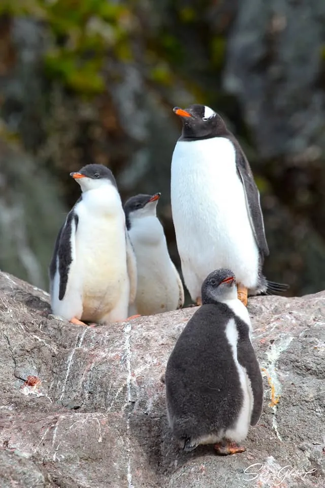Тримісячні малюки субантарктичних пінгвінів 
