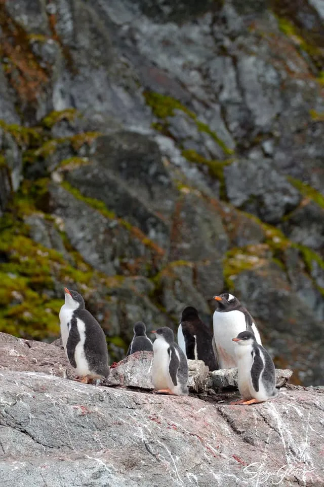 Як ростуть тримісячні пінгвіни 