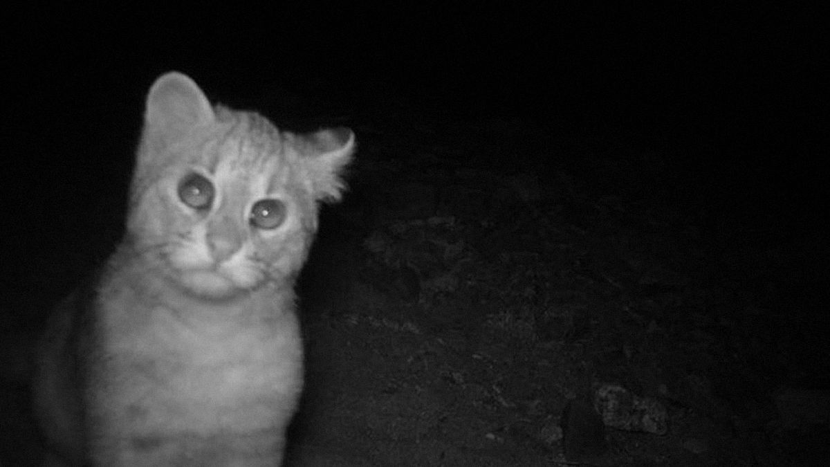 Демілітаризована зона між Північною та Південною Кореєю стала заповідником Демілітаризована зона між Північною та Південною Кореєю стала заповідником