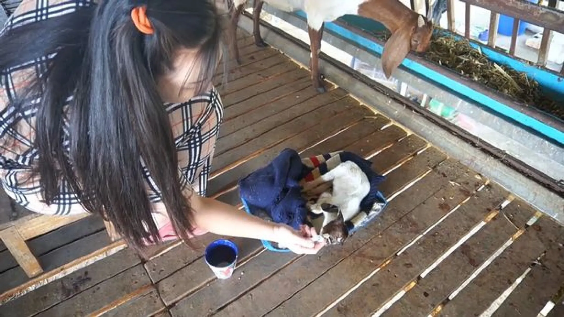 Власниця ферми Супарат Джітланг доглядає за козеням із патологіями