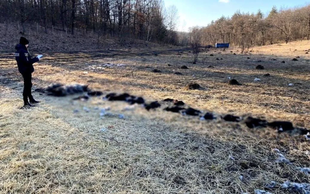 В поле на Киевщине обнаружили несколько десятков мертвых овец