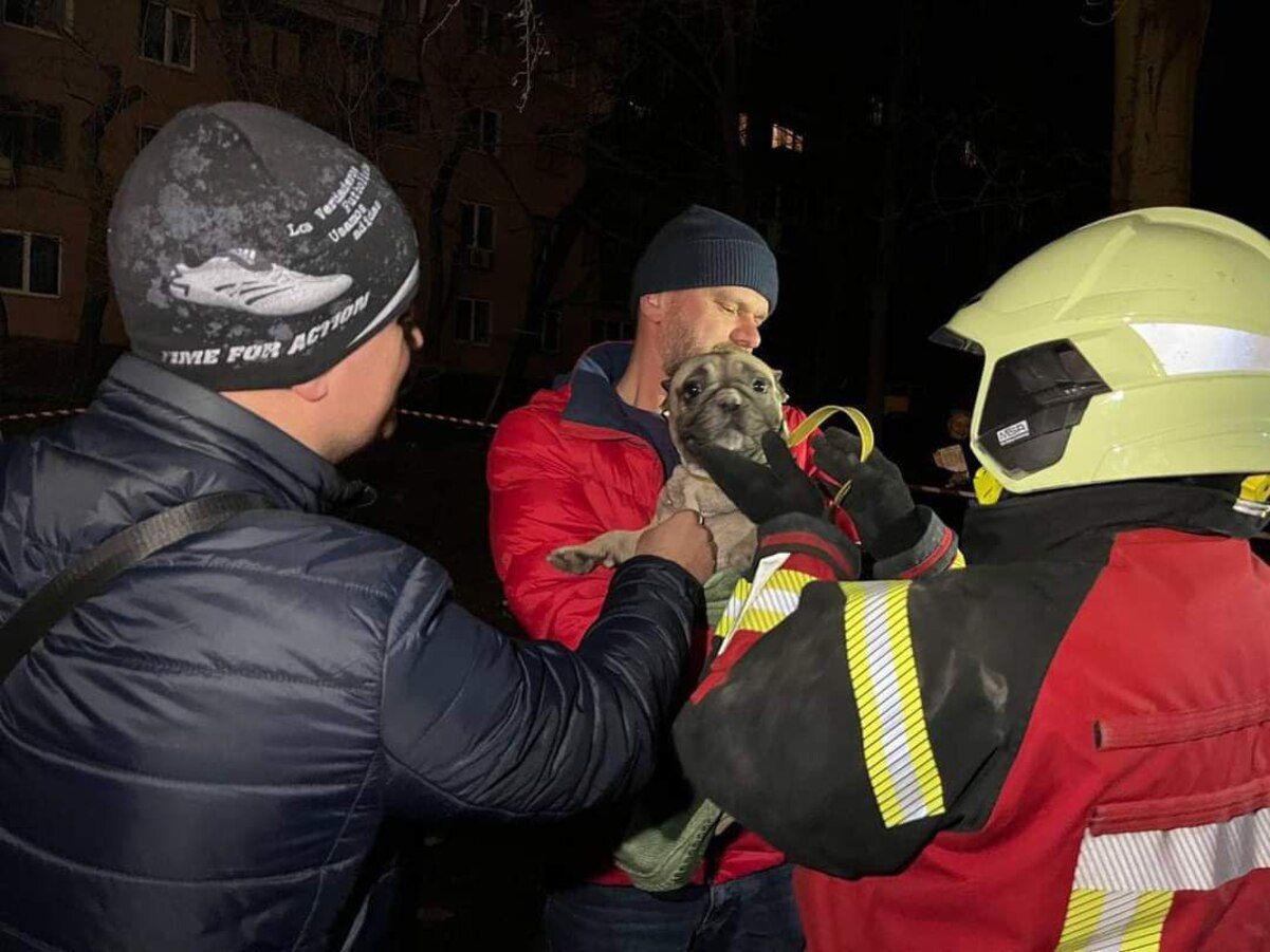 У Запоріжжі з-під завалів обстріляного росіянами будинку врятували бульдога