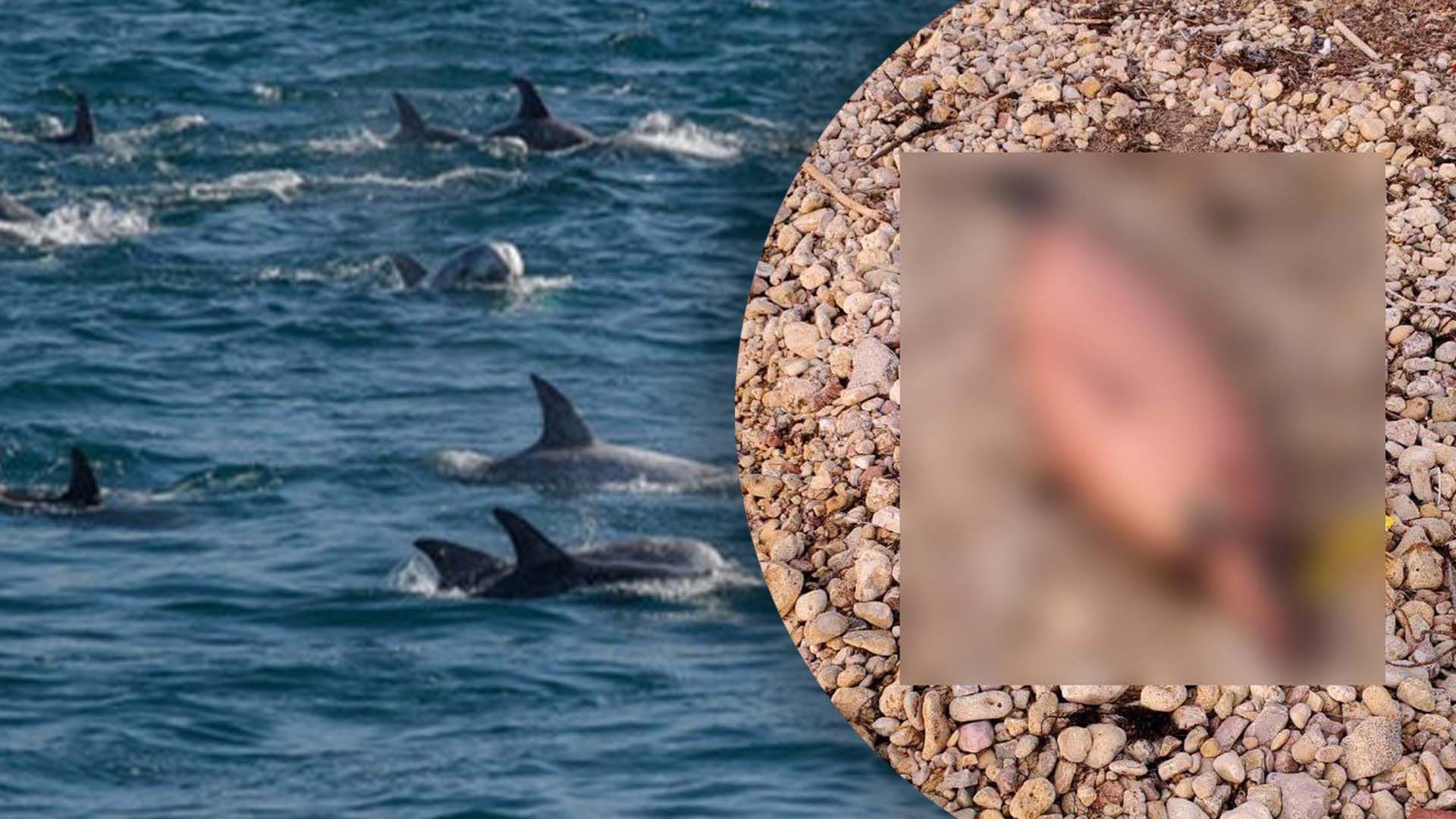 Росіяни знищують дельфінів у Чорному морі