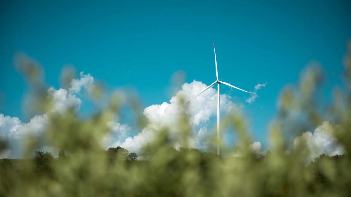 Вітрові електростанції визнали безпечними для птахів у масштабному дослідженні Вітрові електростанції визнали безпечними для птахів у масштабному дослідженні