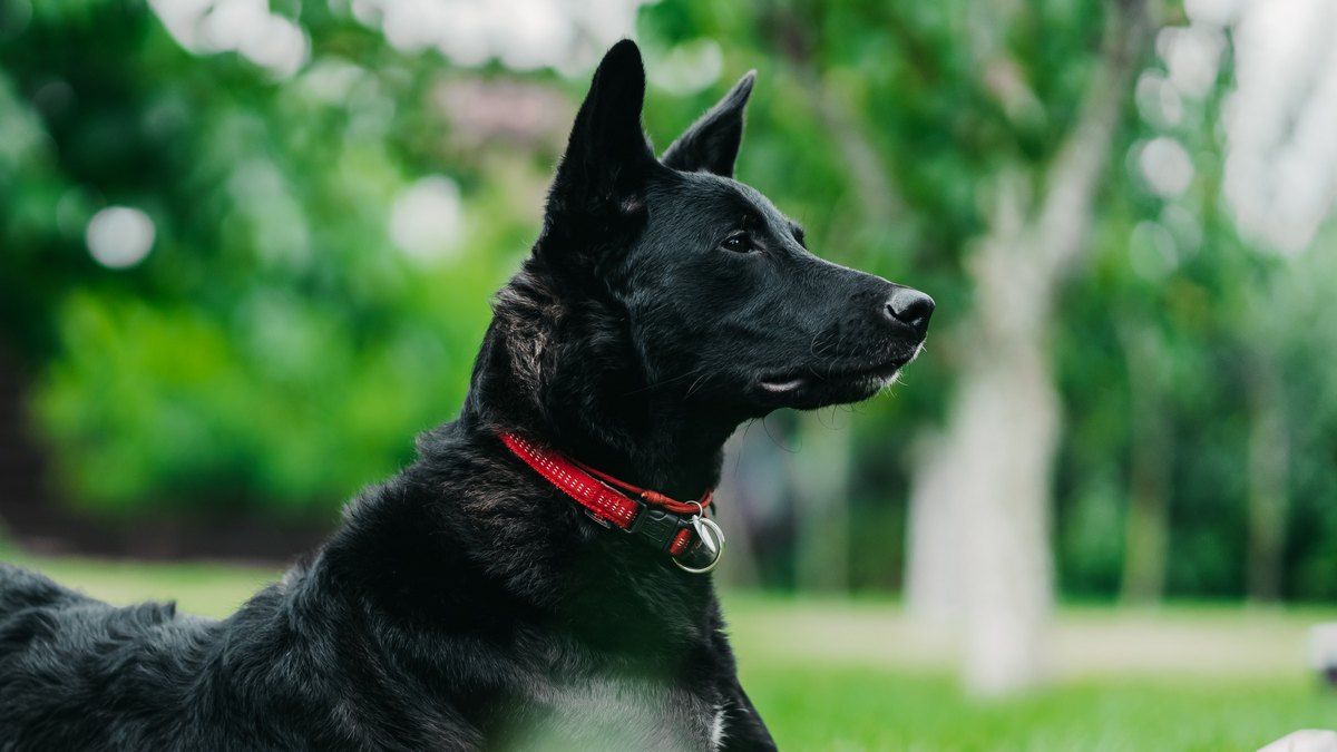 У чорнобильських собак знайшли явні генетичні відмінності від звичайних