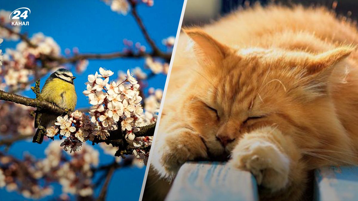 Синоптики назвали дату різкого потепління - 24 Канал Синоптики назвали дату різкого потепління - 24 Канал