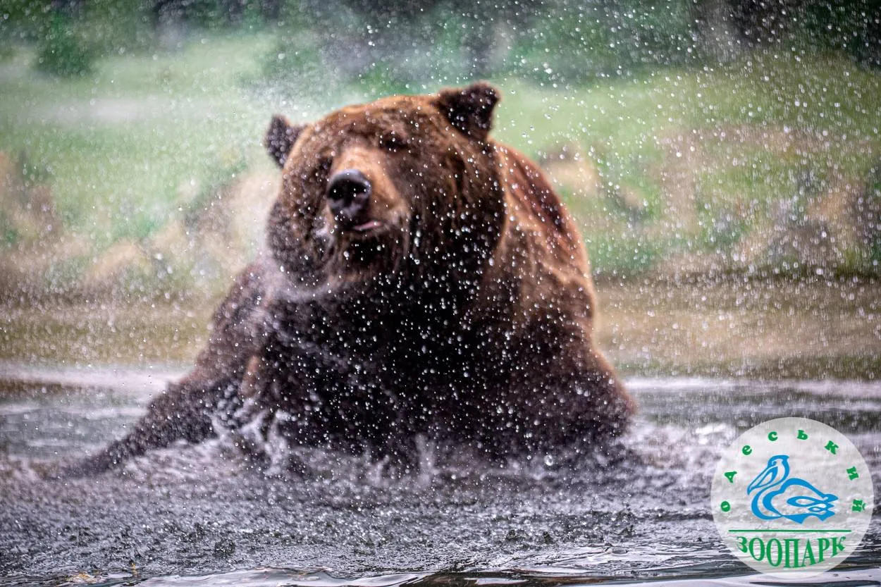 В Одеському зоопарку після зимової сплячки прокинулися ведмеді