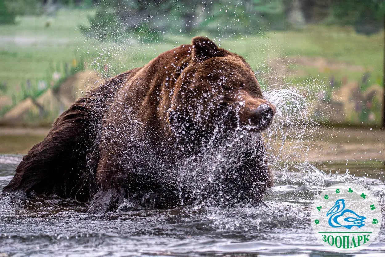 Пробудившийся медведь в Одесском зоопарке