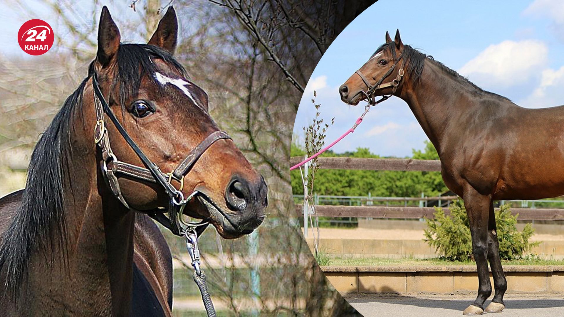 Кадиров істерить через свого вкраденого коня Зазу Кадиров істерить через свого вкраденого коня Зазу