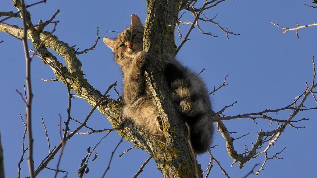 У степу Одещини помітили червонокнижну лісову кішку