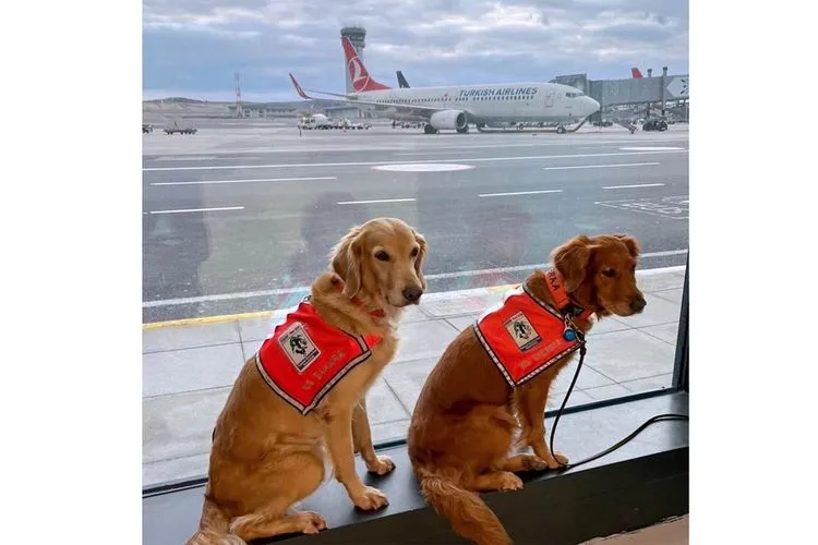 Turkish Airlines бесплатно перевезла собак-спасателей в первом классе