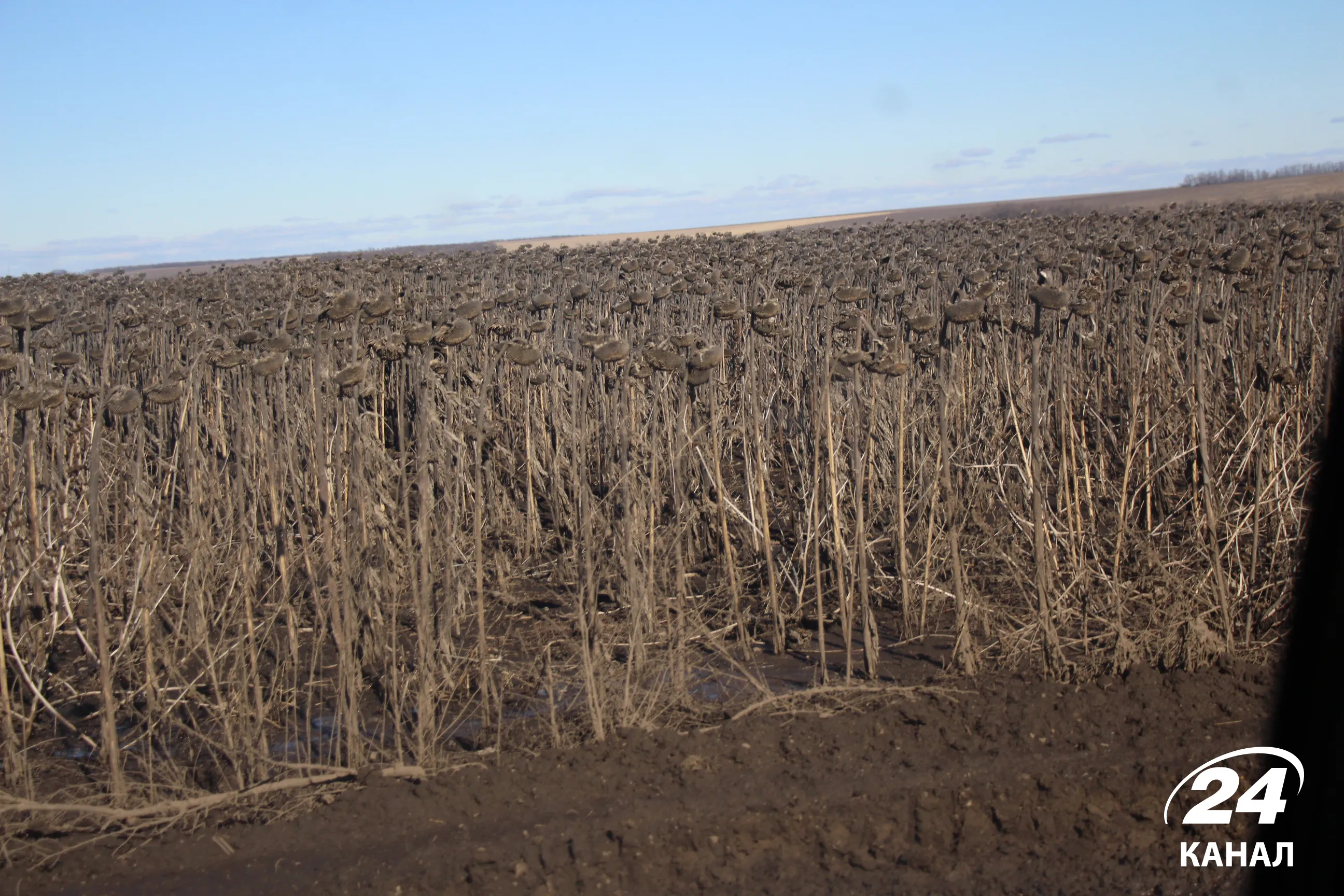 подсолнечники в степях Донбасса подсолнечники в степях Донбасса