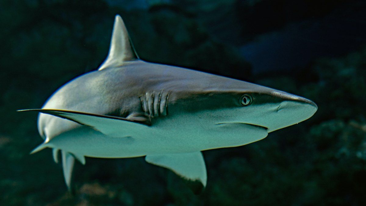 Рыбаки нашли человеческие останки во чреве выловленной акулы
