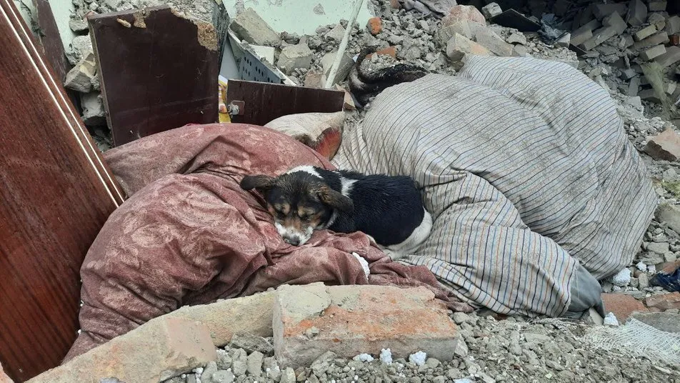 Собака Ельза спить на руїнах знищеного російською ракетою будинку