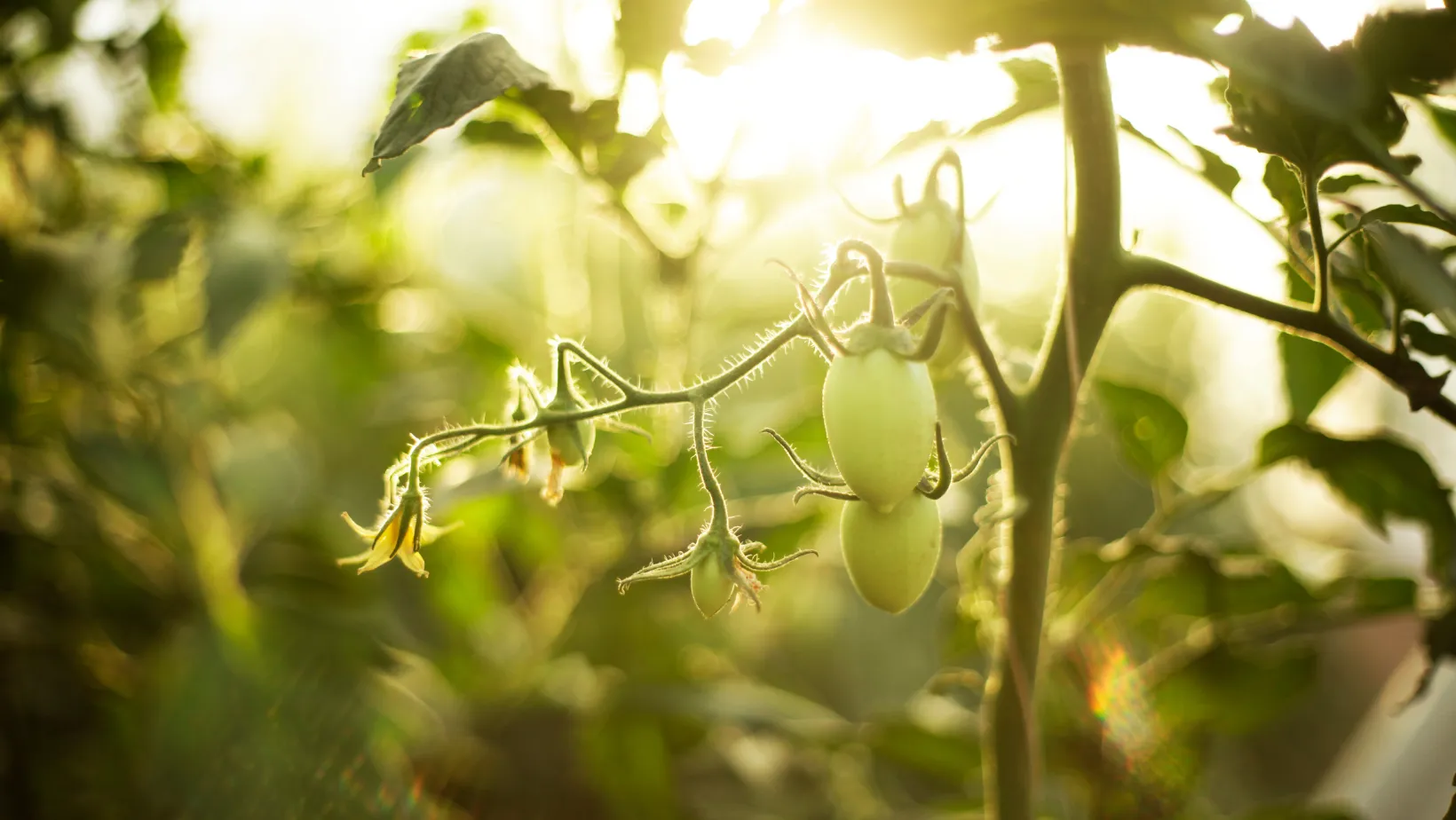 Как правильно сеять рассаду для помидоров