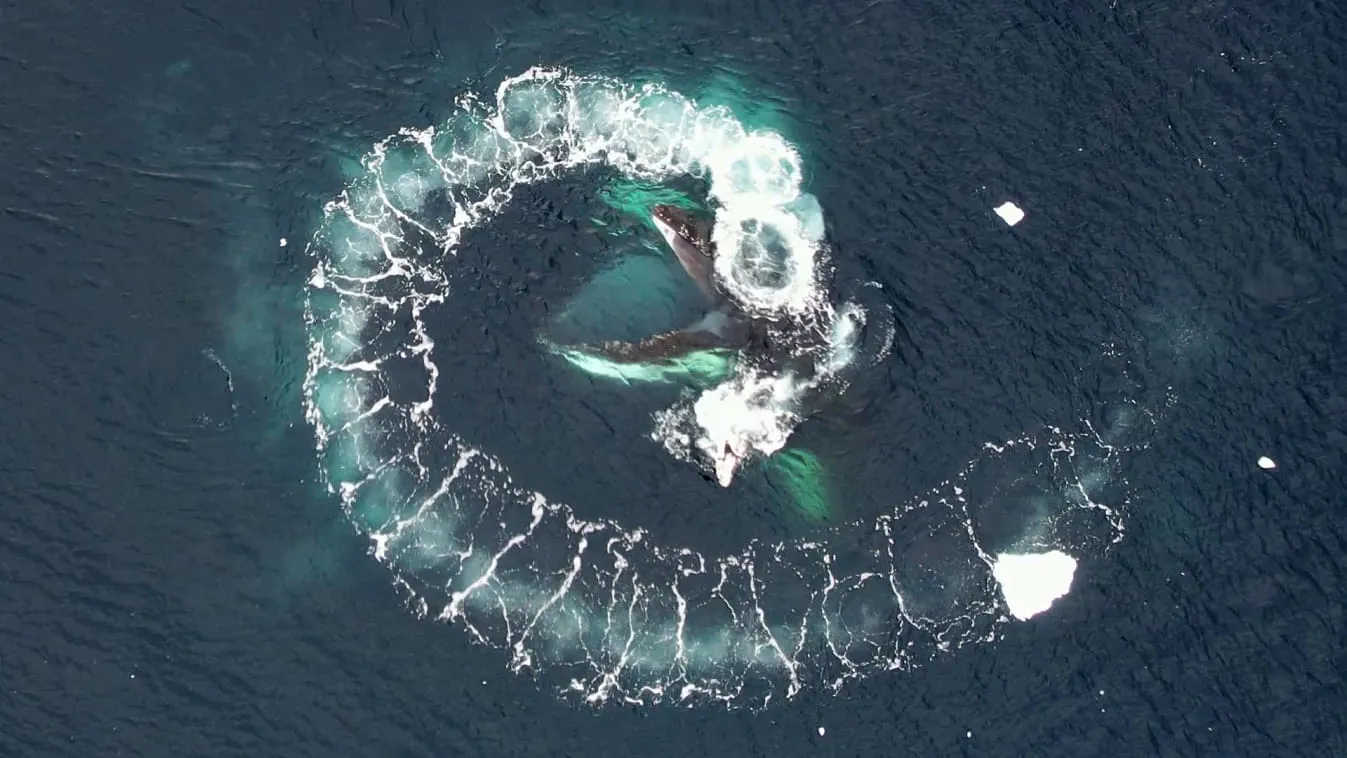 Украинские полярники показали невероятные фото китов из дрона