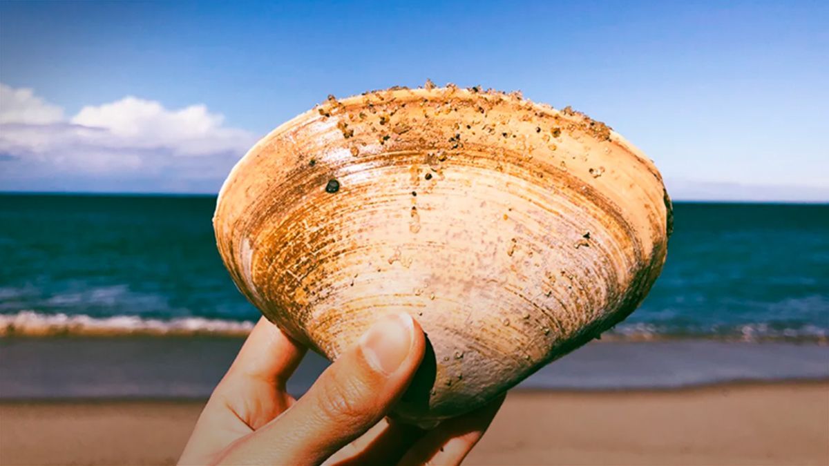 Во Флориде нашли большого моллюска, возрастом 200 лет - 24 Канал