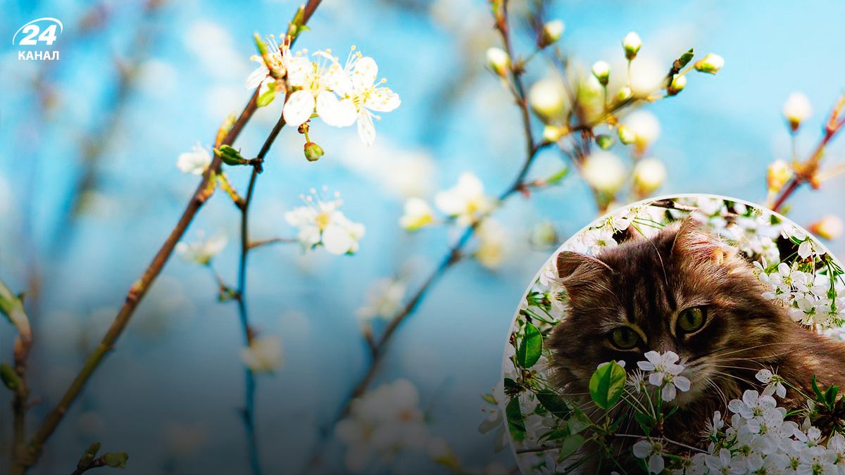 Прогноз погоди - 24 Канал Прогноз погоди - 24 Канал