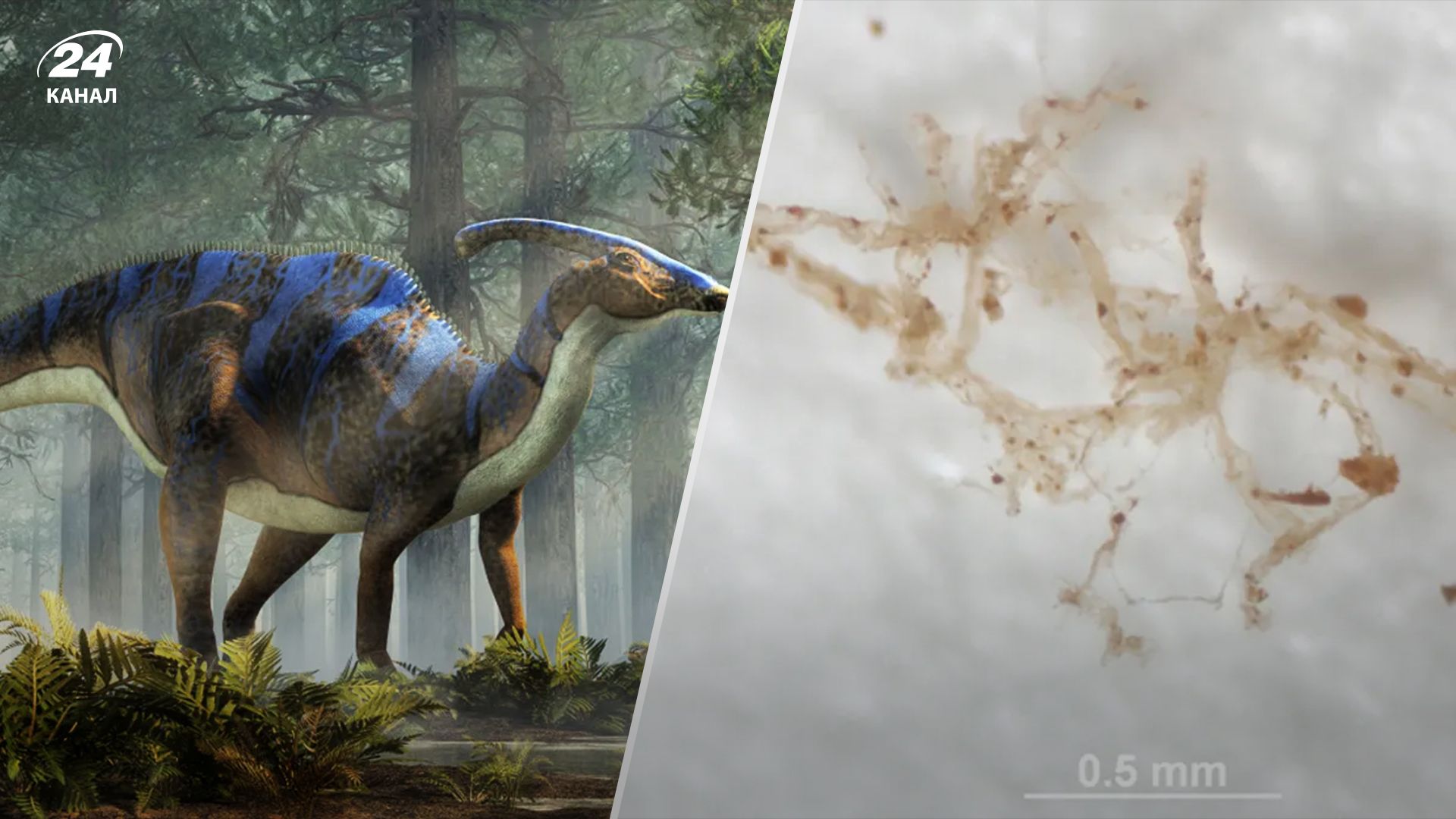 Настоящий парк Юрского периода: ученые обнаружили вены динозавра, жившего 80 миллионов лет назад - Техно