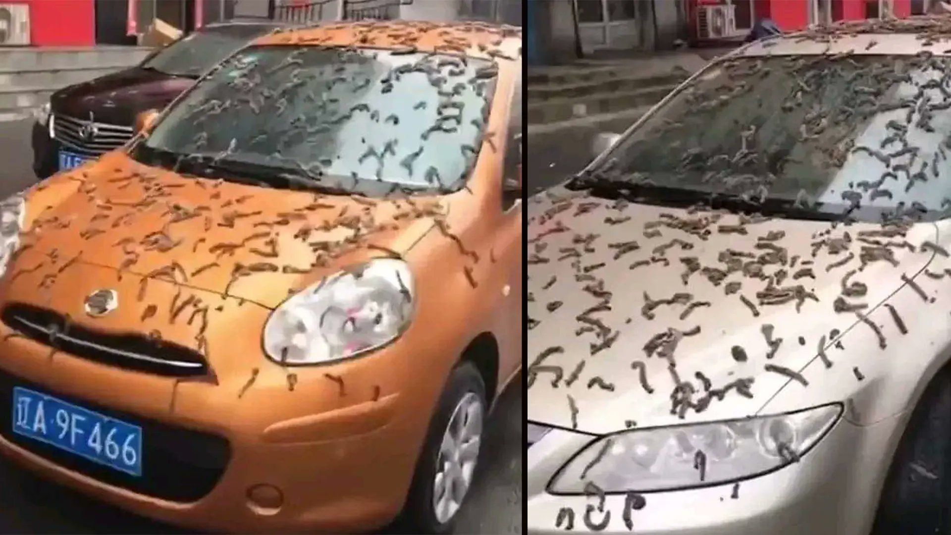 В Китае выпал "дождь из червей": в сети пугают жутким видео - 24 Канал В Китае выпал "дождь из червей": в сети пугают жутким видео - 24 Канал