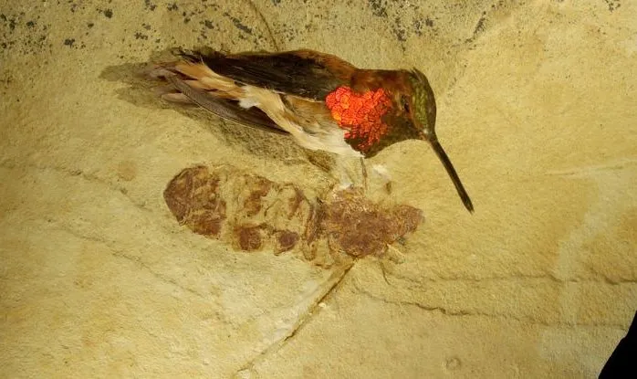 Колібрі та древня мураха Колібрі та древня мураха