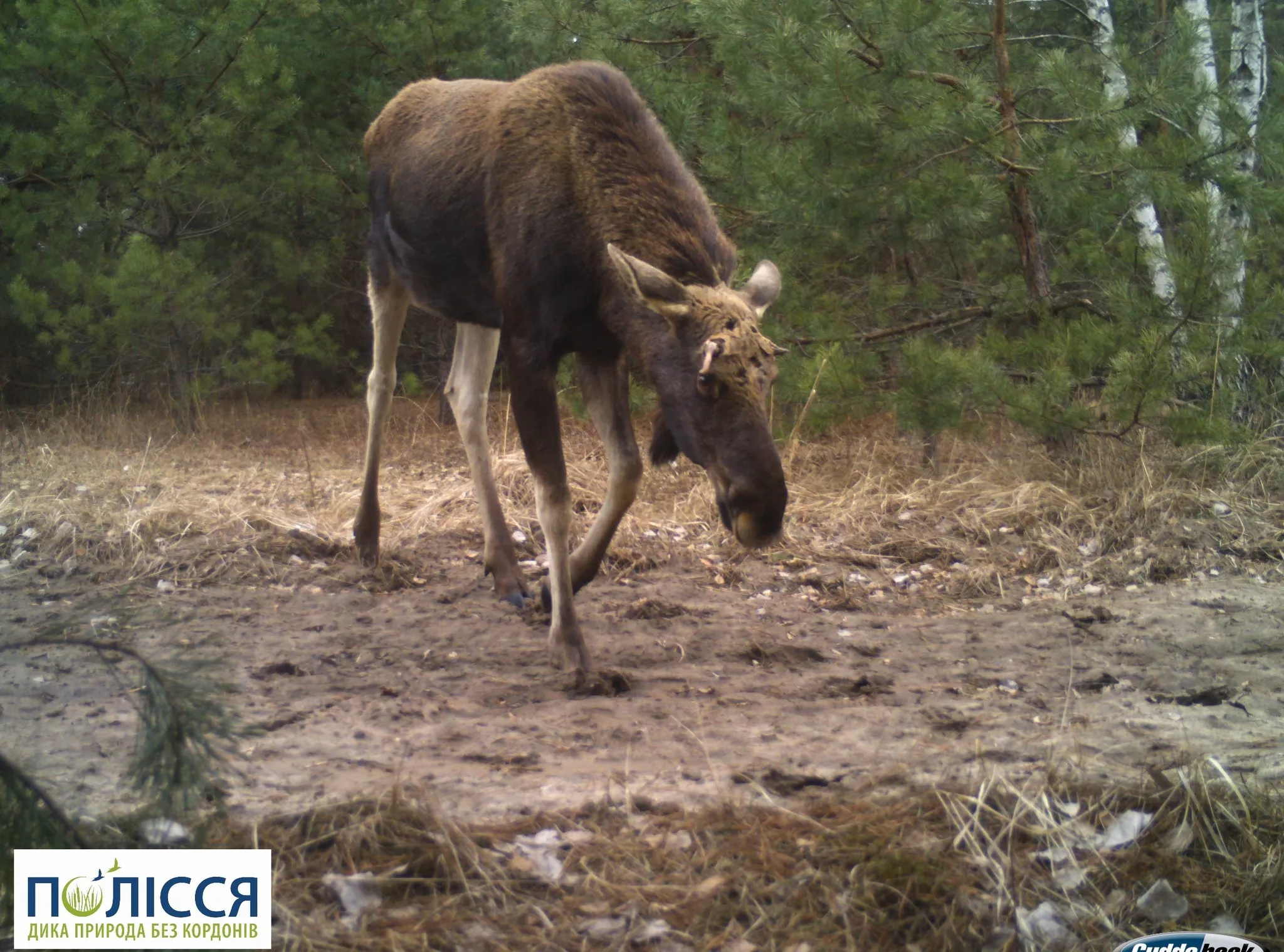 В Чернобыле животные сбрасывали рога