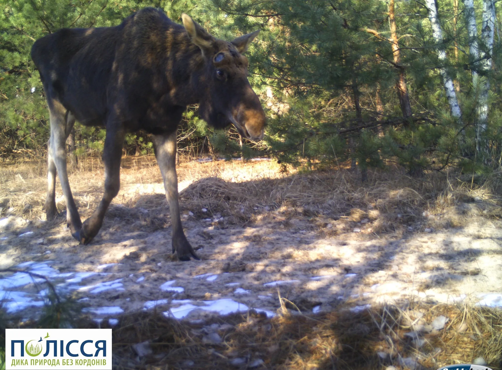 В Чернобыле животные сбрасывали рога