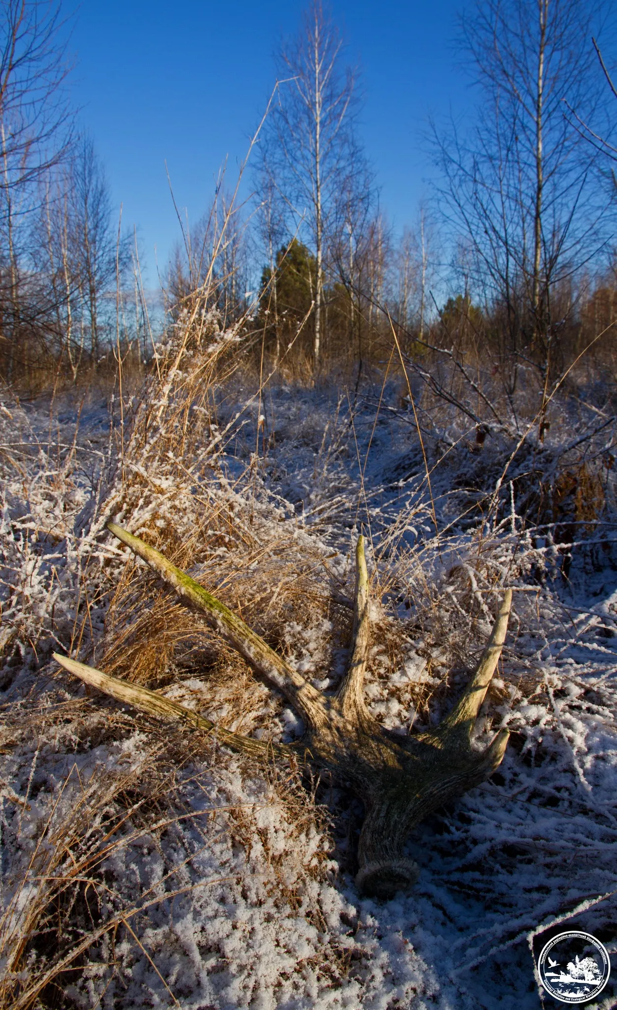 Роги, які скидають олені та лосі у Чорнобильському заповіднику