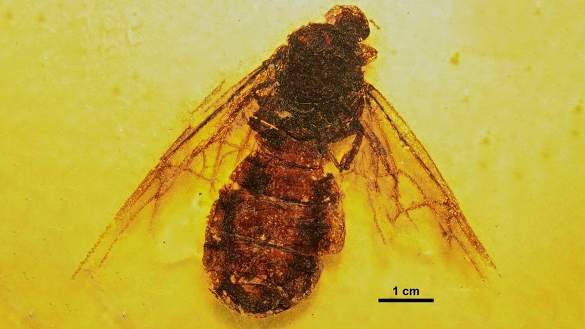 Ученые находят окаменелости гигантских муравьев там, где их не должно быть
