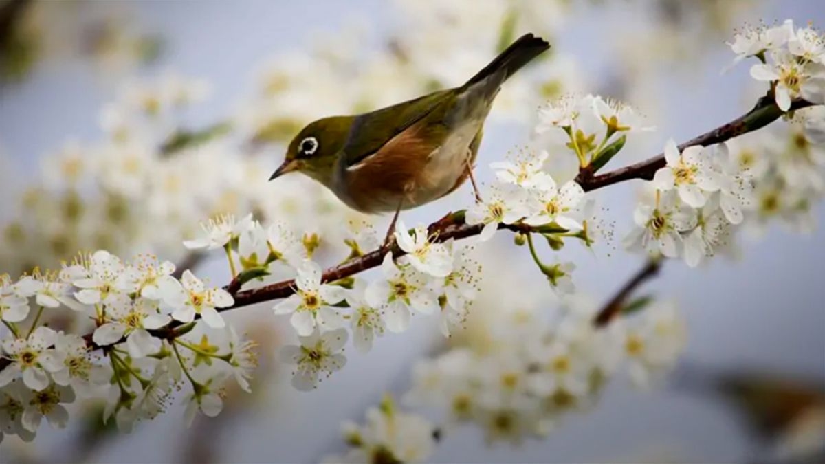 В Україні прогнозують потепління - 24 Канал В Україні прогнозують потепління - 24 Канал