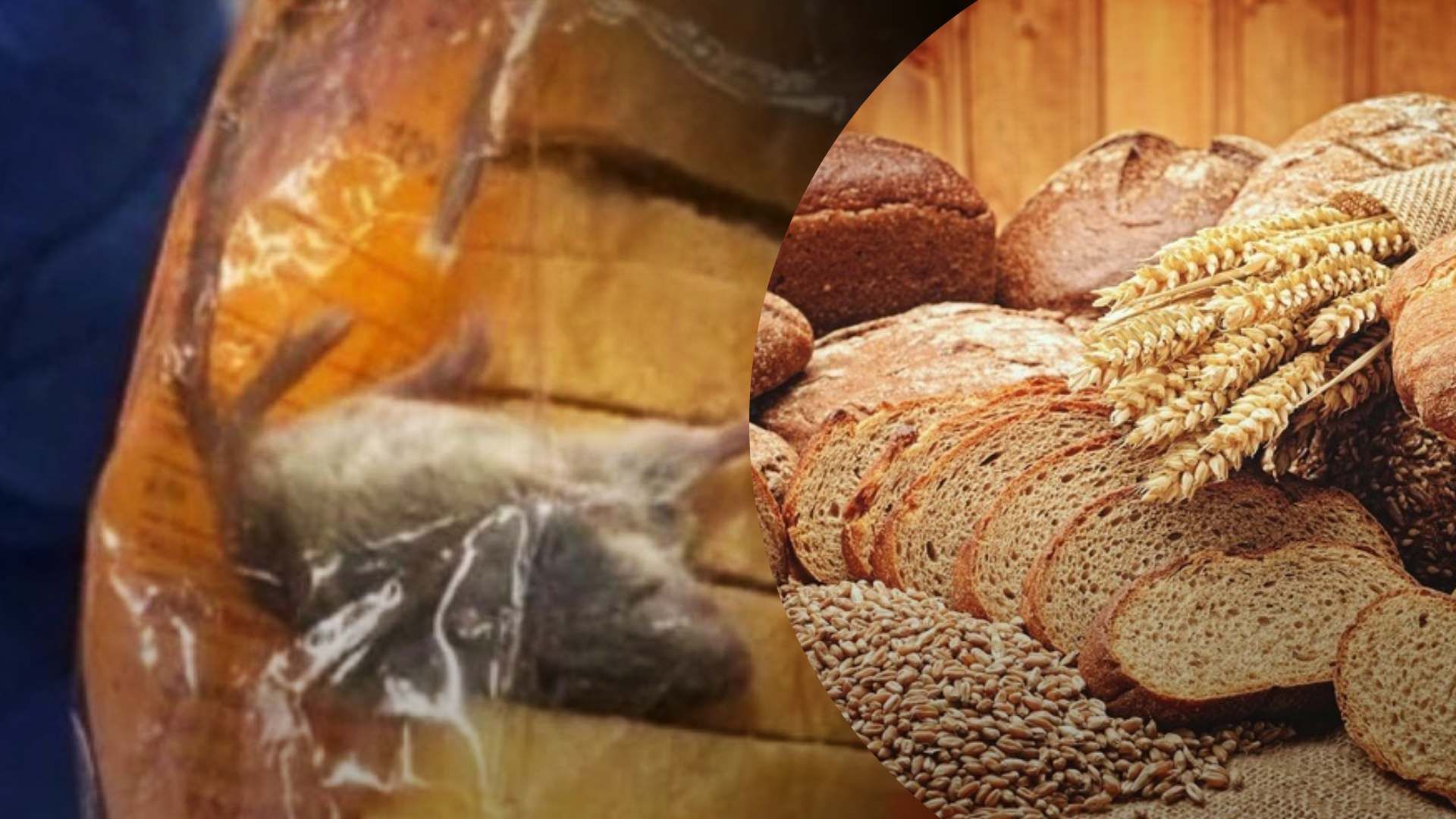 Как мертвая мышь попала в батон в киевском магазине - 24 Канал Как мертвая мышь попала в батон в киевском магазине - 24 Канал