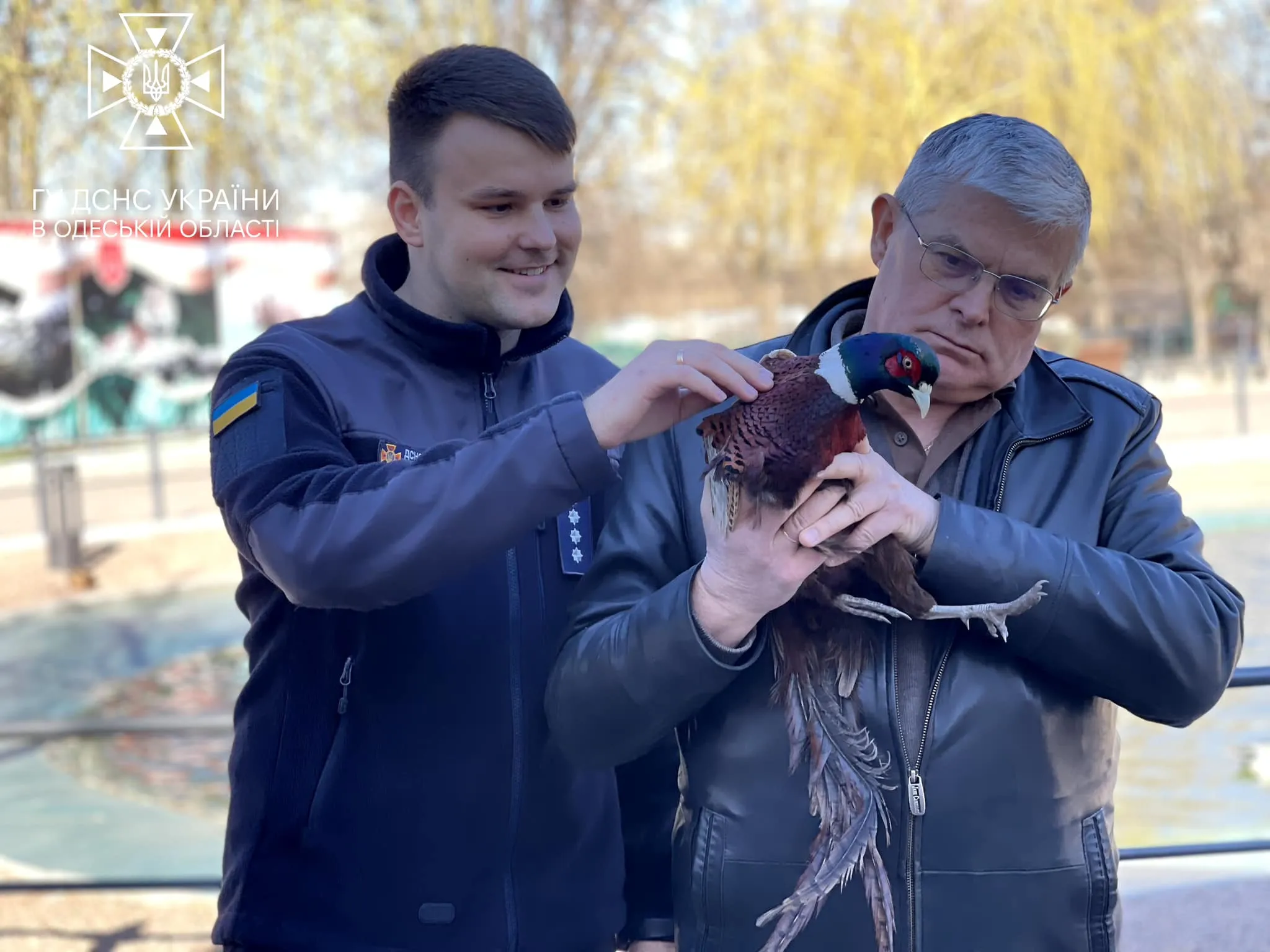 В Одесі врятували фазана, який 