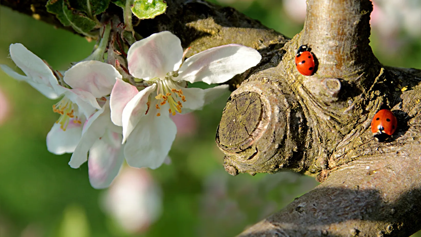 Когда можно обрезать деревья весной Когда можно обрезать деревья весной