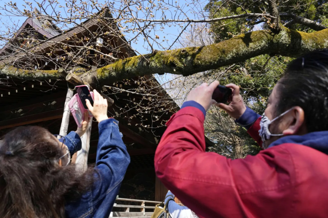 Люди фотографируют дерево, на котором зацвела сакура в храме Ясукуни в Токио 14 марта 2023 года