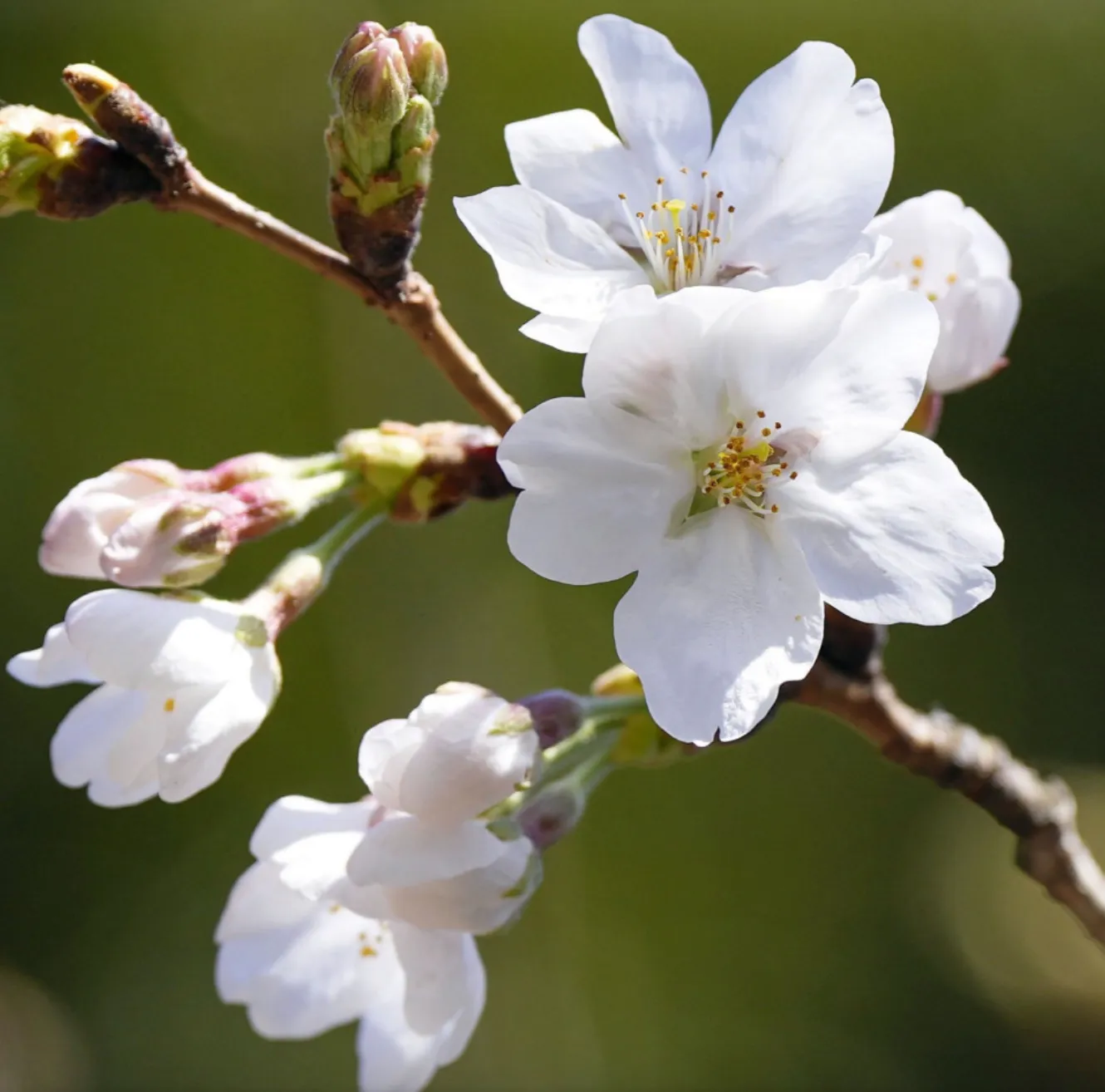 У Японії рекордно рано зацвіла сакура У Японії рекордно рано зацвіла сакура
