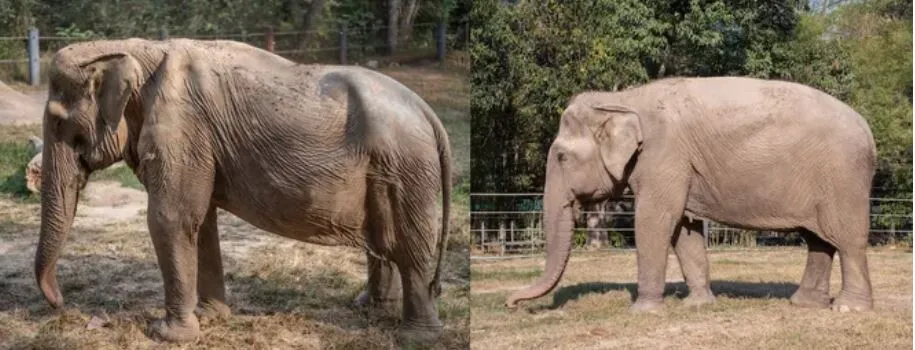 Зоозащитники спасли слониху с деформированным хребтом